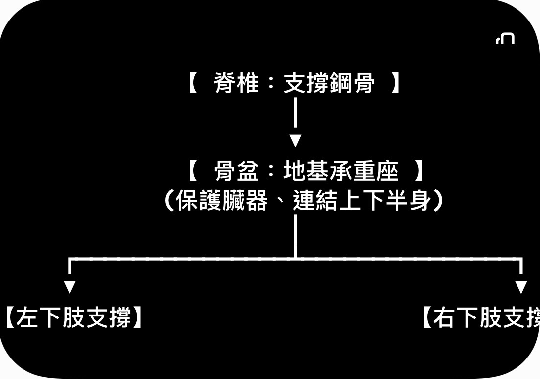黑底示意圖,標示脊椎與骨盆位置,並註明支撐鋼骨及地基承重區域。